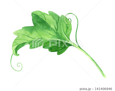 Pumpkin leaf. Watercolor illustration. Handmade art work. For packaging design, cards, cover, prints, product labels and fabric. Pumpkin leaf. Watercolor illustration. Handmade art work. For packaging design, cards, cover, prints, product labels and fabric. 141406946