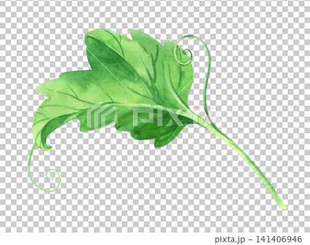 Pumpkin leaf. Watercolor illustration. Handmade art work. For packaging design, cards, cover, prints, product labels and fabric. Pumpkin leaf. Watercolor illustration. Handmade art work. For packaging design, cards, cover, prints, product labels and fabric. 141406946