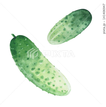 Cucumbers. Watercolor illustration. Handmade art work. For packaging design, cards, cover, prints, product labels and fabric. 141406947
