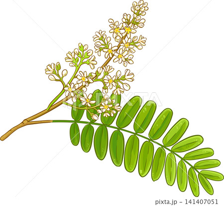 Amla Branch with Flowers and Leaves Colored Detailed Illustration Amla Branch with Flowers and Leaves Colored Detailed Illustration 141407051