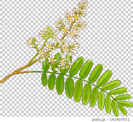 Amla Branch with Flowers and Leaves Colored Detailed Illustration Amla Branch with Flowers and Leaves Colored Detailed Illustration 141407051