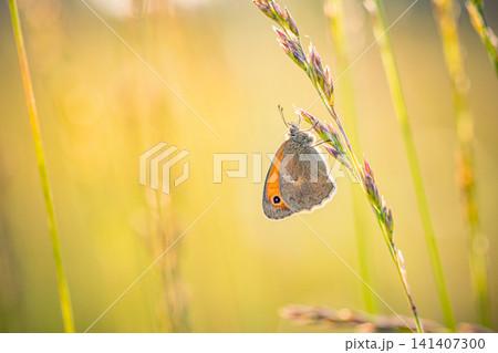 Brown butterfly resting on a grass stalk with warm golden bokeh behind. Summer meadow wildlife close up. Nature background with shallow depth of field. Brown butterfly resting on a grass stalk with warm golden bokeh behind. Summer meadow wildlife close up. Nature background with shallow depth of field. 141407300