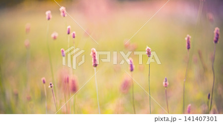 Delicate wildflower stems summer meadow pink cream bokeh warm light macro closeup. flower field pastel botanical minimal design copy space nature wellness soft scene Delicate wildflower stems summer meadow pink cream bokeh warm light macro closeup. flower field pastel botanical minimal design copy space nature wellness soft scene 141407301