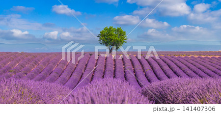 Blooming lavender rows lone tree blue sky white clouds Provence countryside landscape. summer rural purple field agriculture scenic travel nature outdoors vista scene Blooming lavender rows lone tree blue sky white clouds Provence countryside landscape. summer rural purple field agriculture scenic travel nature outdoors vista scene 141407306