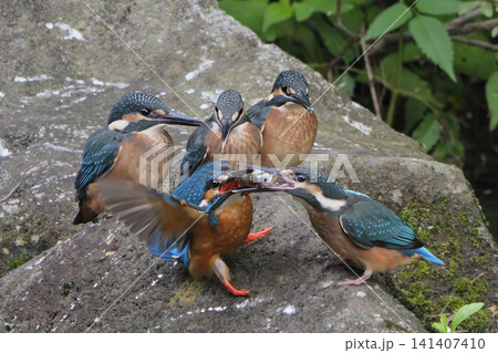 僕に頂戴 父親が獲っ競い合うカワセミの幼鳥たち 僕に頂戴 父親が獲っ競い合うカワセミの幼鳥たち 141407410