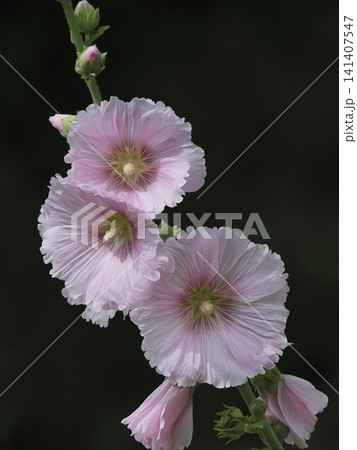 地中海原産といわれるピンクのタチアオイの花 地中海原産といわれるピンクのタチアオイの花 141407547