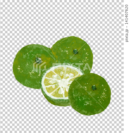 一幅清新淡雅的水彩畫插圖，描繪了一隻shikwasa柑橘果實[手繪]，背景為白色，帶有鏤空和留白。 141407620