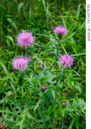 畑の道端に美しく咲くノアザミの花 畑の道端に美しく咲くノアザミの花 141407636