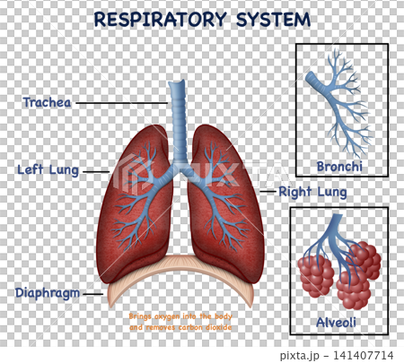 Human respiratory system anatomy diagram illustrating pulmonary organs, bronchial tree branching, lobar structures, macroscopic alveolar sacs, and diaphragm muscle for medical education Human respiratory system anatomy diagram illustrating pulmonary organs, bronchial tree branching, lobar structures, macroscopic alveolar sacs, and diaphragm muscle for medical education 141407714