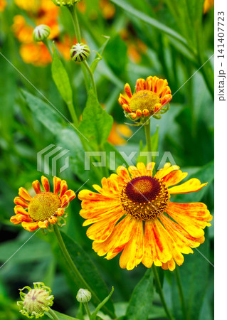 夏のガーデンで美しく咲くダンゴギクの花のクローズアップ 141407723