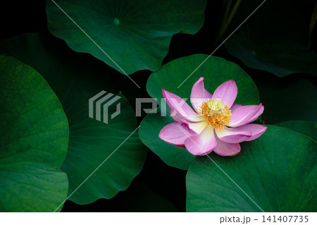 初夏の早朝を彩る清らかなハスの花たち 初夏の早朝を彩る清らかなハスの花たち 141407735