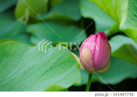 初夏の早朝を彩る清らかなハスの花たち 初夏の早朝を彩る清らかなハスの花たち 141407738