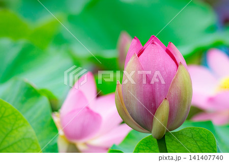初夏の早朝を彩る清らかなハスの花たち 初夏の早朝を彩る清らかなハスの花たち 141407740