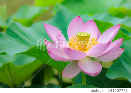 初夏の早朝を彩る清らかなハスの花たち 初夏の早朝を彩る清らかなハスの花たち 141407741