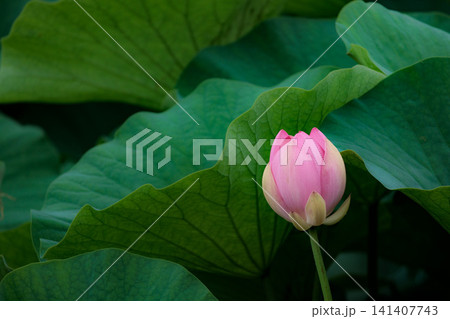 初夏の早朝を彩る清らかなハスの花たち 初夏の早朝を彩る清らかなハスの花たち 141407743