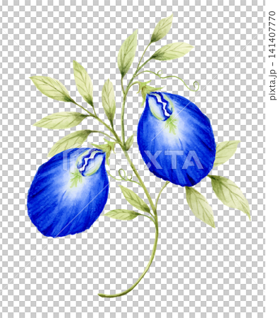 Watercolor botanical butterfly pea flower with branches and leaves. Watercolor botanical butterfly pea flower with branches and leaves. 141407770