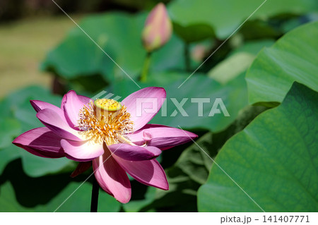 初夏の早朝を彩る清らかなハスの花たち 141407771