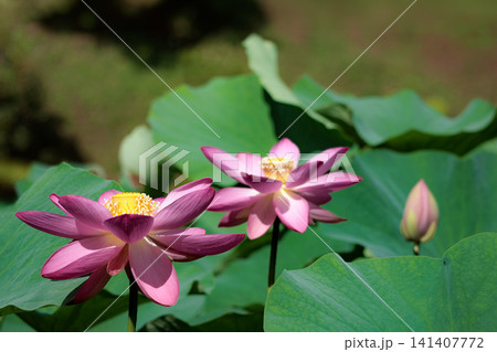 初夏の早朝を彩る清らかなハスの花たち 141407772