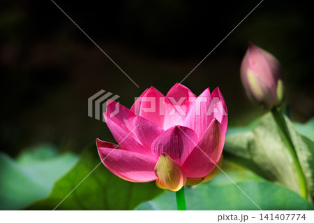初夏の早朝を彩る清らかなハスの花たち 初夏の早朝を彩る清らかなハスの花たち 141407774