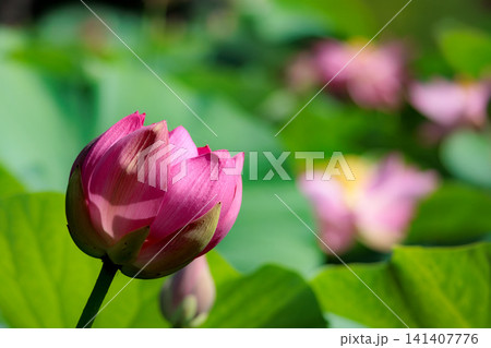 初夏の早朝を彩る清らかなハスの花たち 初夏の早朝を彩る清らかなハスの花たち 141407776