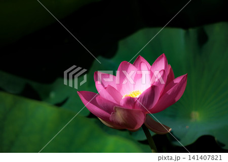 初夏の早朝を彩る清らかなハスの花たち 初夏の早朝を彩る清らかなハスの花たち 141407821