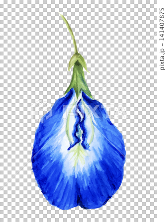 Watercolor butterfly pea flower, single flower material Watercolor butterfly pea flower, single flower material 141407875