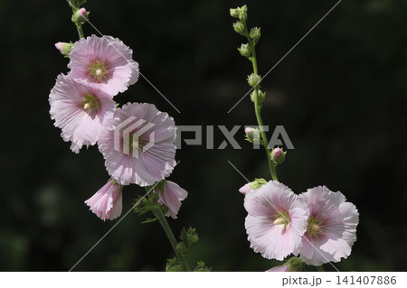 地中海原産といわれるピンクのタチアオイの花 地中海原産といわれるピンクのタチアオイの花 141407886