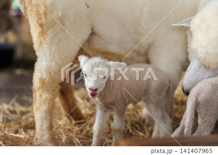 newborn lamb with mother sheep on farm newborn lamb with mother sheep on farm 141407965