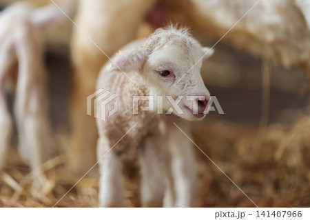 newborn lamb with mother sheep on farm newborn lamb with mother sheep on farm 141407966