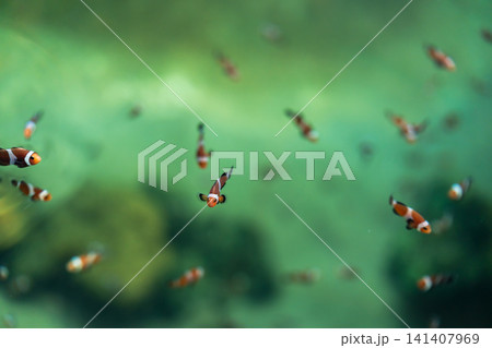ocellaris clownfish or anemone fish swimming in water 141407969