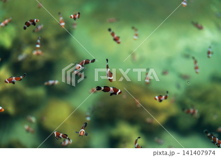 ocellaris clownfish or anemone fish swimming in water ocellaris clownfish or anemone fish swimming in water 141407974