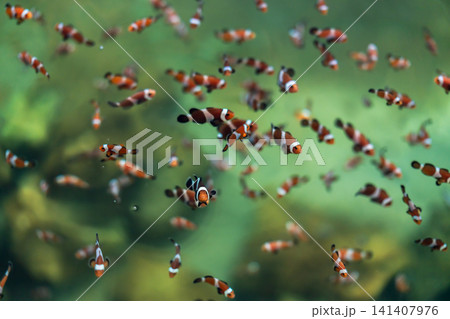 ocellaris clownfish or anemone fish swimming in water ocellaris clownfish or anemone fish swimming in water 141407976
