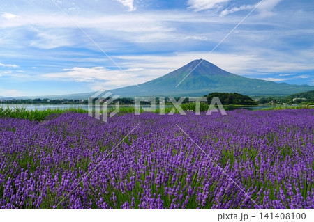 絹雲流れる青空を背景にした夏の富士山とラベンダー畑の風景 Ver1 絹雲流れる青空を背景にした夏の富士山とラベンダー畑の風景 Ver1 141408100