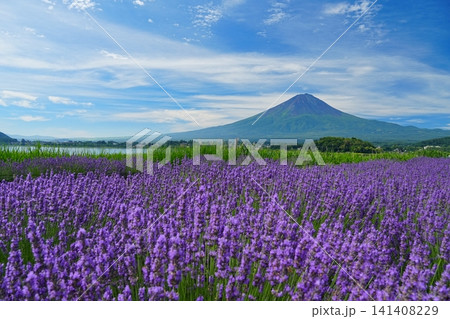 うす雲流れる青空を背景にした富士山とラベンダーの花咲く富士河口湖畔の風景　Ver6 141408229