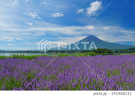 うす雲流れる青空を背景にした富士山とラベンダーの花咲く富士河口湖畔の風景 Ver4 うす雲流れる青空を背景にした富士山とラベンダーの花咲く富士河口湖畔の風景 Ver4 141408231