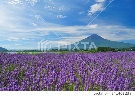 うす雲流れる青空を背景にした富士山とラベンダーの花咲く富士河口湖畔の風景 Ver2 うす雲流れる青空を背景にした富士山とラベンダーの花咲く富士河口湖畔の風景 Ver2 141408233