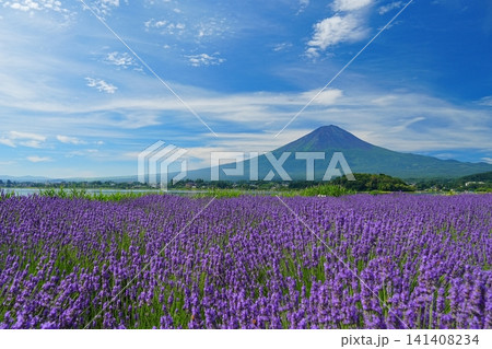 うす雲流れる青空を背景にした富士山とラベンダーの花咲く富士河口湖畔の風景 Ver1 うす雲流れる青空を背景にした富士山とラベンダーの花咲く富士河口湖畔の風景 Ver1 141408234