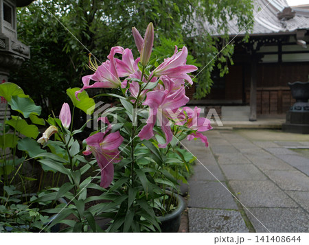 寺の境内に咲く百合の花 141408644