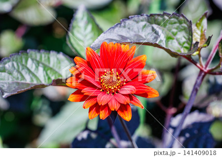 ガーデンで咲く鮮やかなヘリオプシス ブリーディングハートの花のクローズアップ ガーデンで咲く鮮やかなヘリオプシス ブリーディングハートの花のクローズアップ 141409018