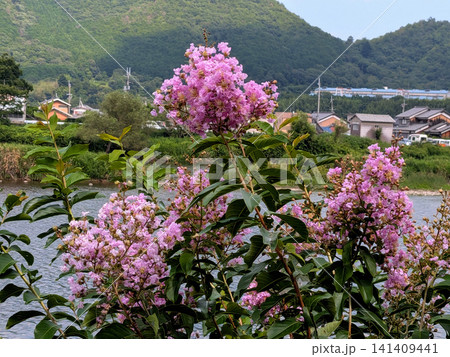 川辺に咲くサルスベリと夏の里山風景 川辺に咲くサルスベリと夏の里山風景 141409441