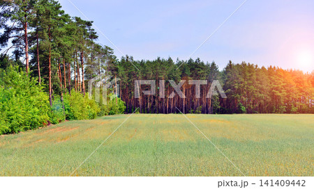 The beautiful coniferous forest view The beautiful coniferous forest view 141409442