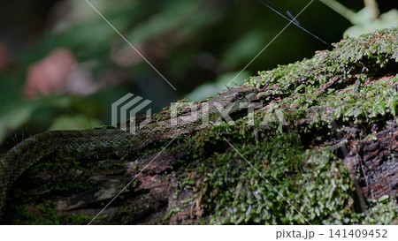アオダイショウ アオダイショウ 141409452