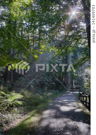 自然公園 散策路 陽射し 木漏れ日 自然公園 散策路 陽射し 木漏れ日 141409703