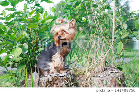 Yorkshire Terrier Yorkshire Terrier 141409750
