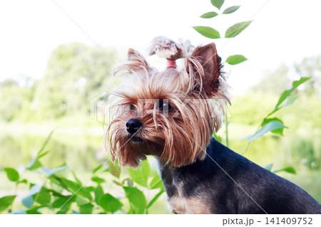 Yorkshire Terrier Yorkshire Terrier 141409752
