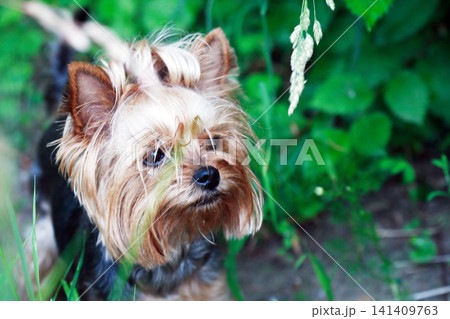 Yorkshire Terrier 141409763
