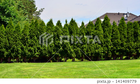 Green lawn with a thuja hedge in a backyard garden Green lawn with a thuja hedge in a backyard garden 141409779