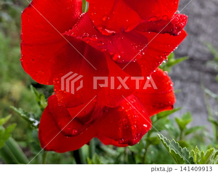 雨粒をまとった真紅のグラジオラス 雨粒をまとった真紅のグラジオラス 141409913