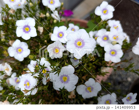 白花ニーレンベルギアの可憐な咲き姿 白花ニーレンベルギアの可憐な咲き姿 141409953