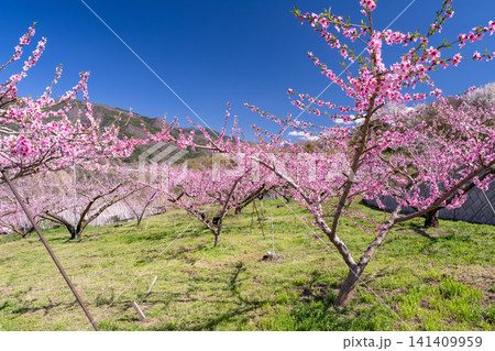 甲府盆地を望む満開の桃の花園と春の風景 141409959